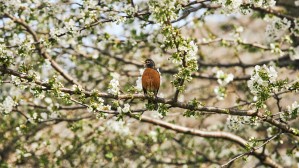 Robin Sitting on Branch